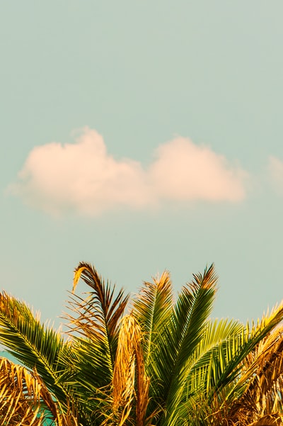 绿色的椰子树白天
